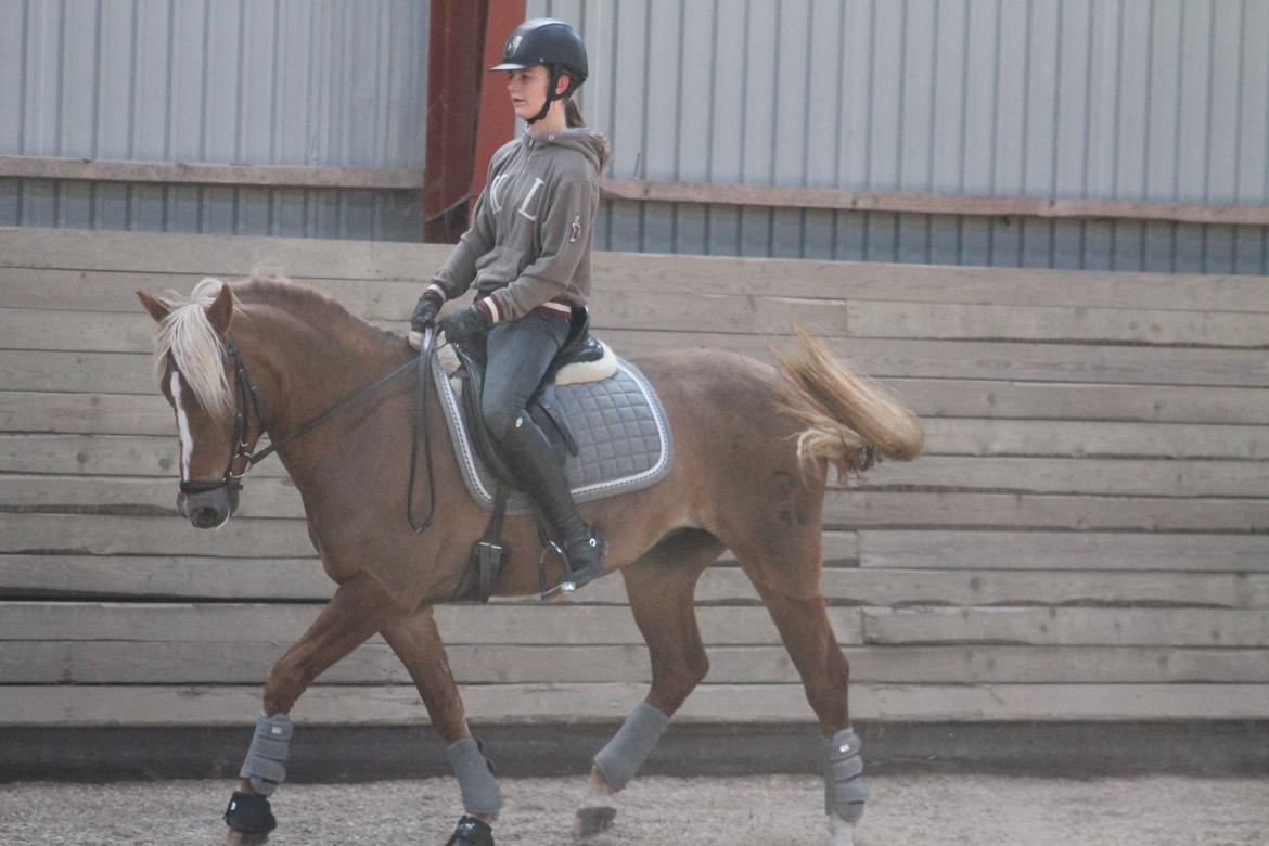 New Forest Vindegårdens Shining Safir - træning <3 billede 14