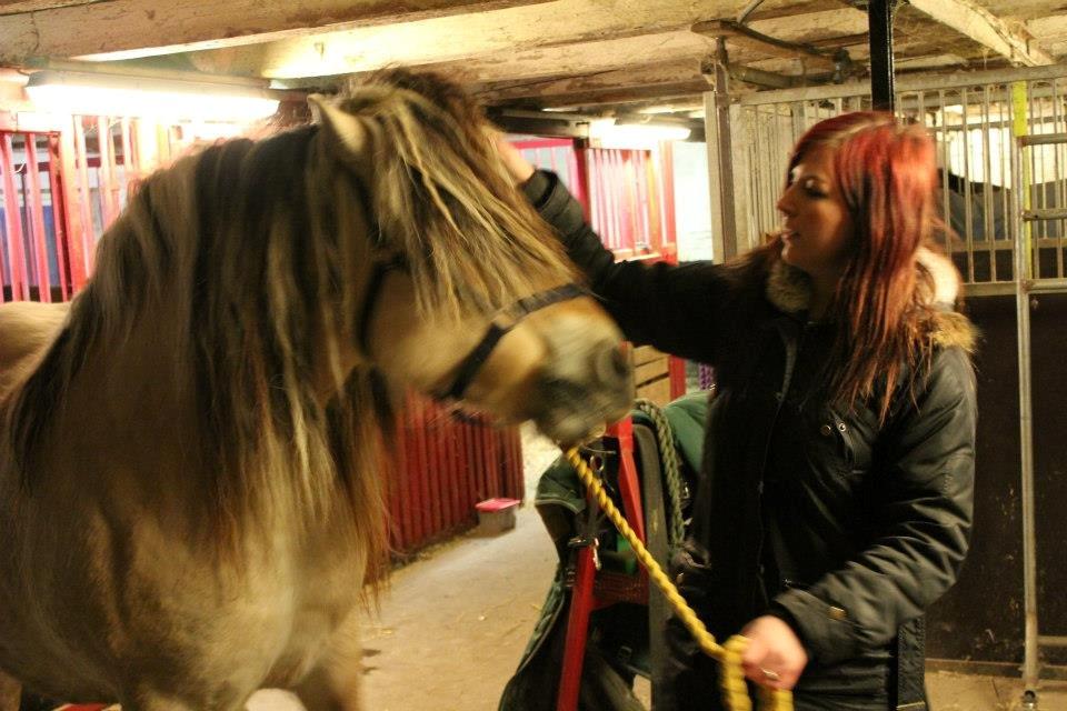 Fjordhest Fairith Kjeldsvang Solgt billede 14
