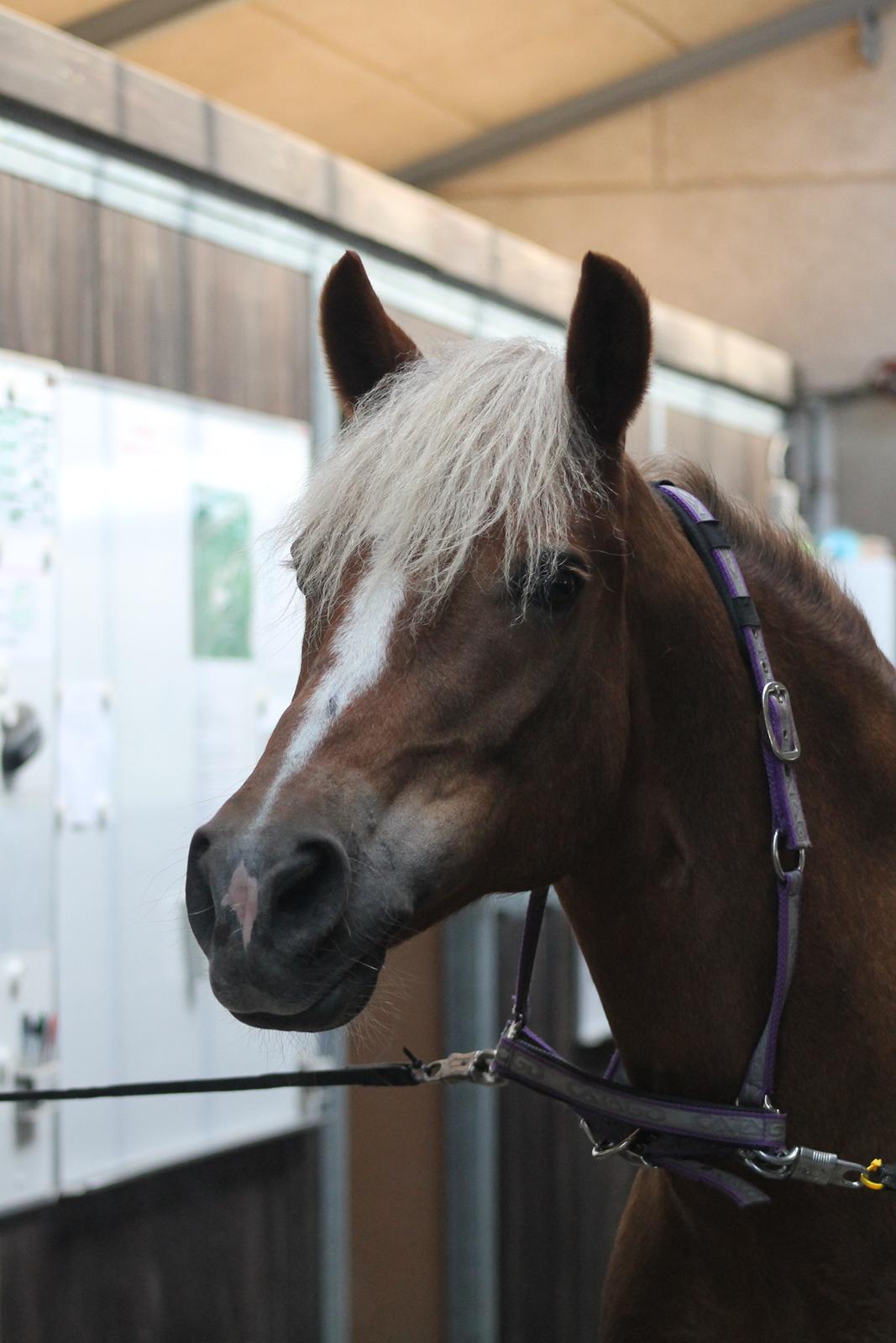 New Forest Vindegårdens Shining Safir - "I'm telling you, people. Everyday we wake up is another blessing. Follow your dreams and don't let anyone stop you. Never say never.” <3 billede 2