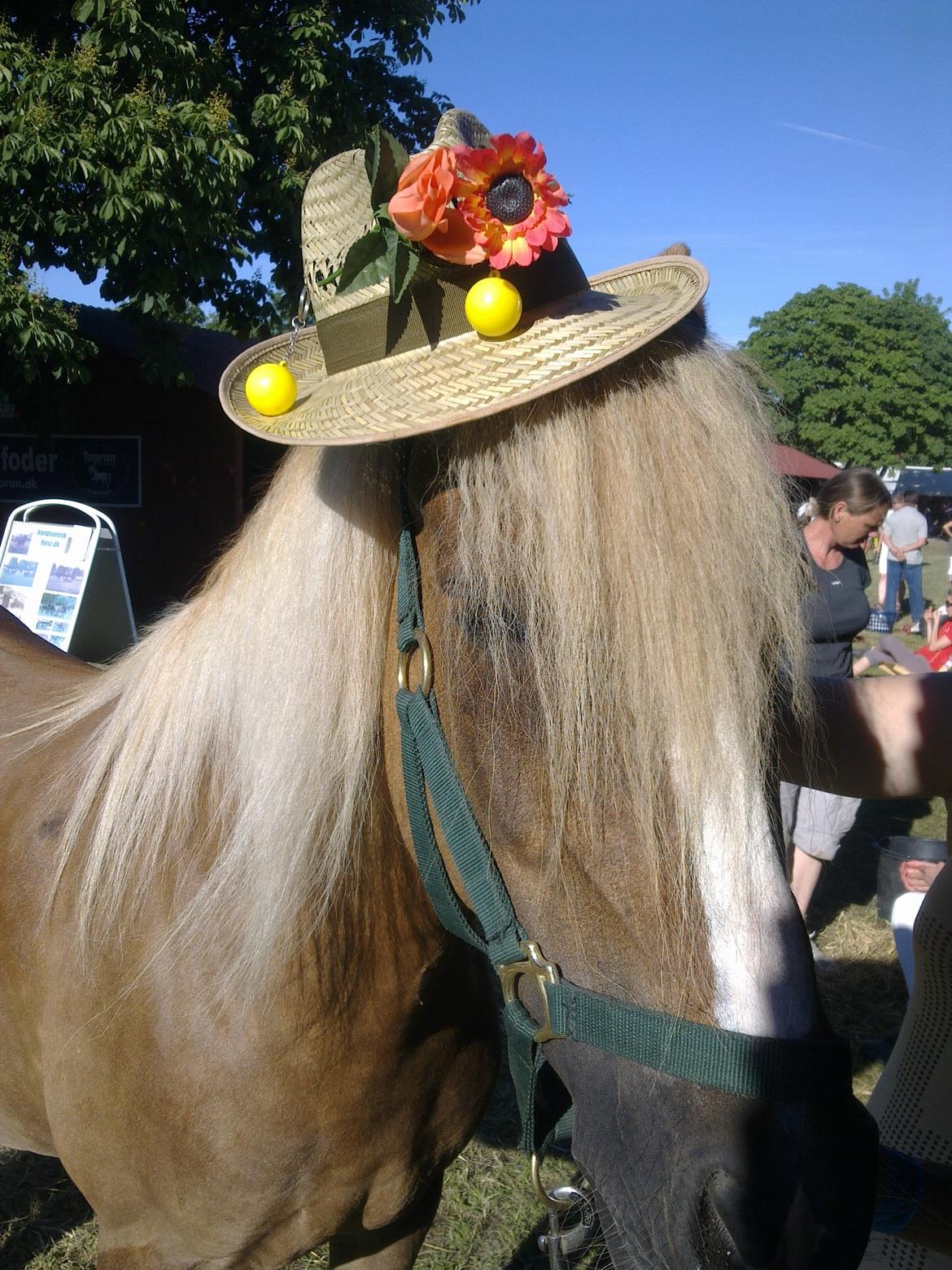 Welsh Cob (sec D) Glanvyrnwy Olwena billede 19