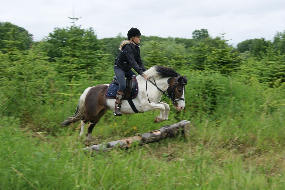 Anden særlig race Plet...<33 - Ridelerjer ved Anne Forsberg. 
Her: Odense billede 1
