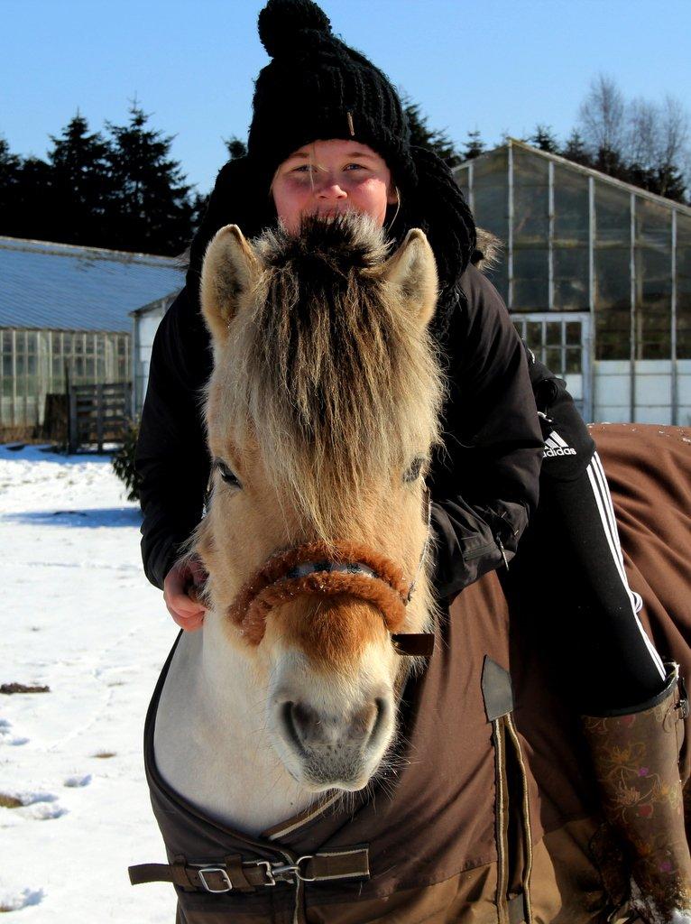 Fjordhest BG Gandalf (Fyns/klub mester!<3<3) :-* - Vinter 2012-2013 billede 4