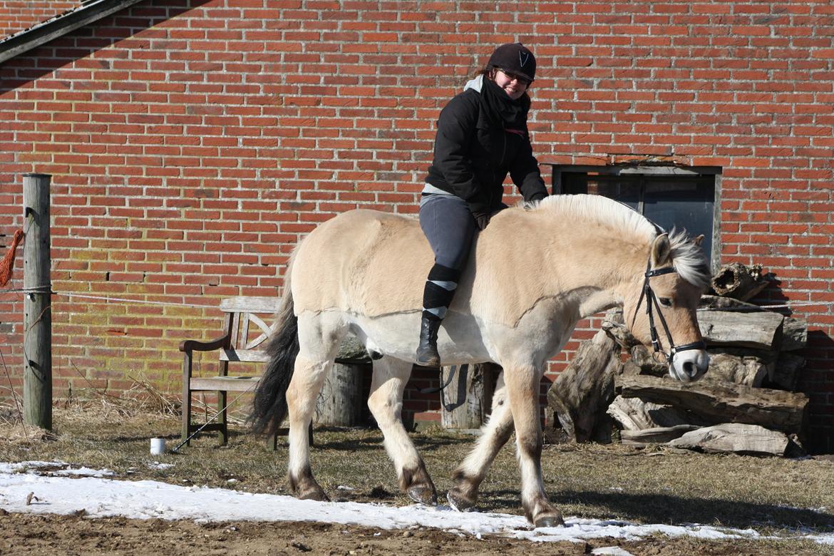 Fjordhest Tjalfe Fjordvang - Første gang nogensinde uden udstyr! <3 billede 14