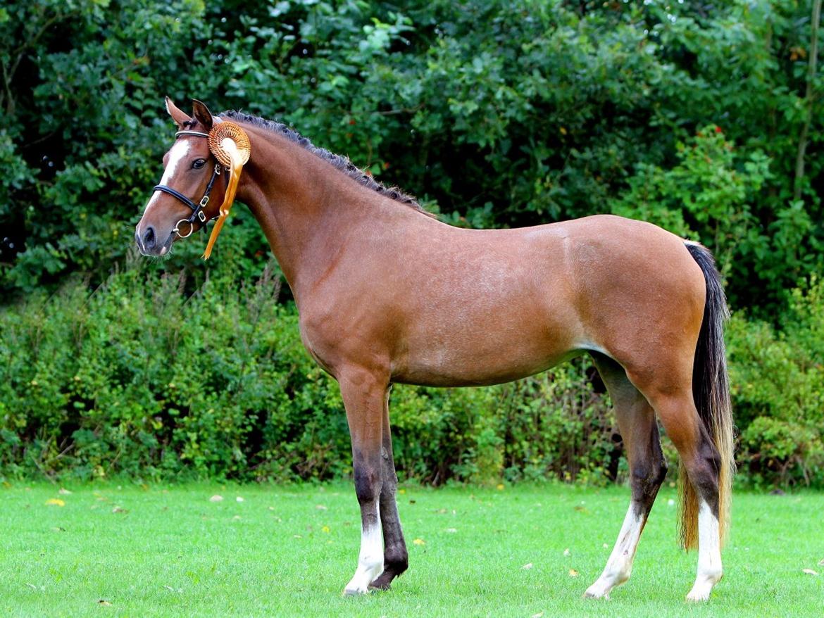 DSP Babett Bitsch - B-pony billede 2