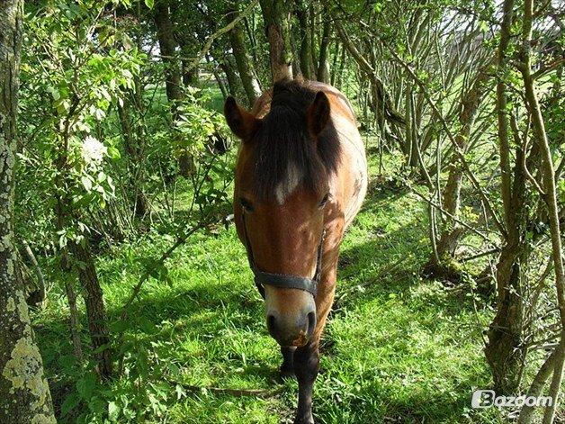 Anden særlig race Bølle Bob billede 2