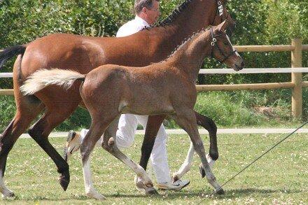 DSP Babett Bitsch - B-pony billede 5