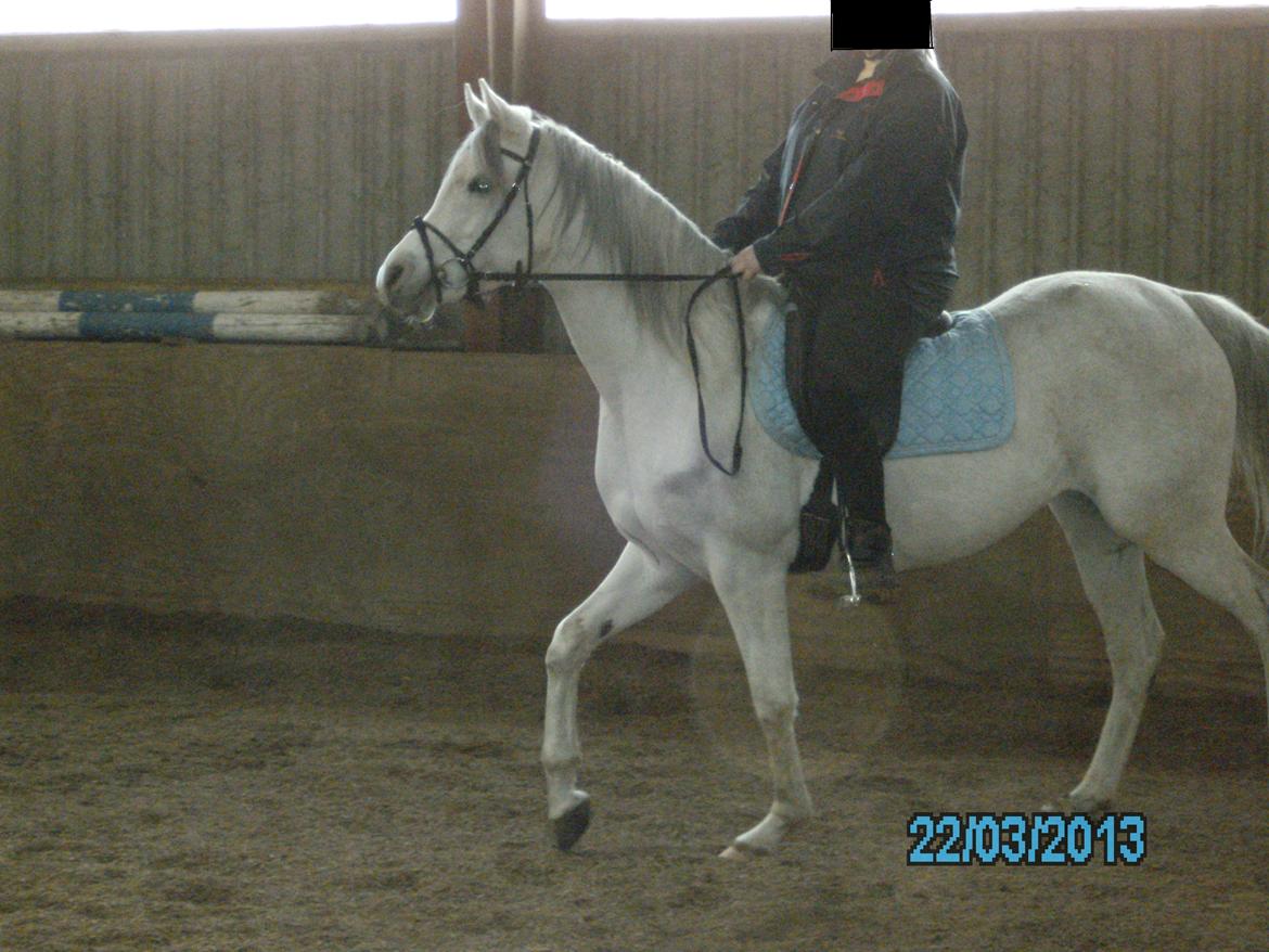 Arabisk fuldblod (OX) carisma bint psaida(låne hest) - 2013 billede 15