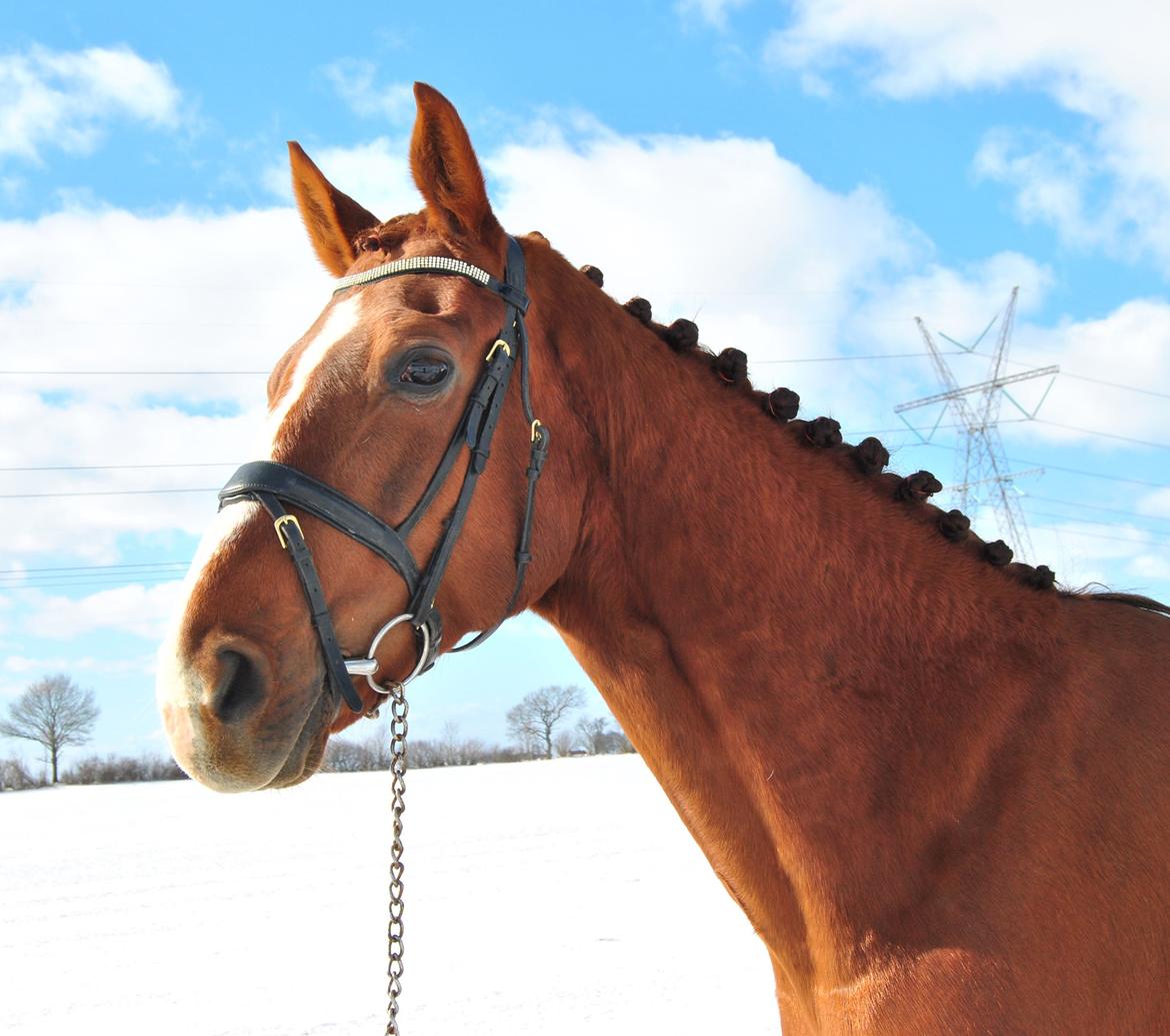 Hannoveraner Rawelt - Marts 2013 billede 9