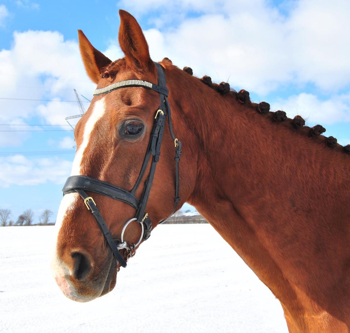 Hannoveraner Rawelt - Marts 2013 billede 10