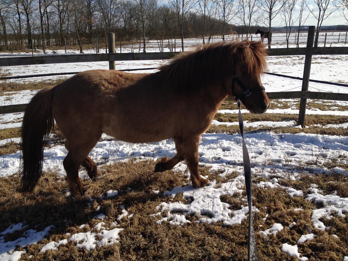 Islænder Baldur billede 7