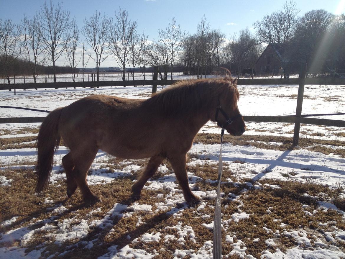 Islænder Baldur billede 8