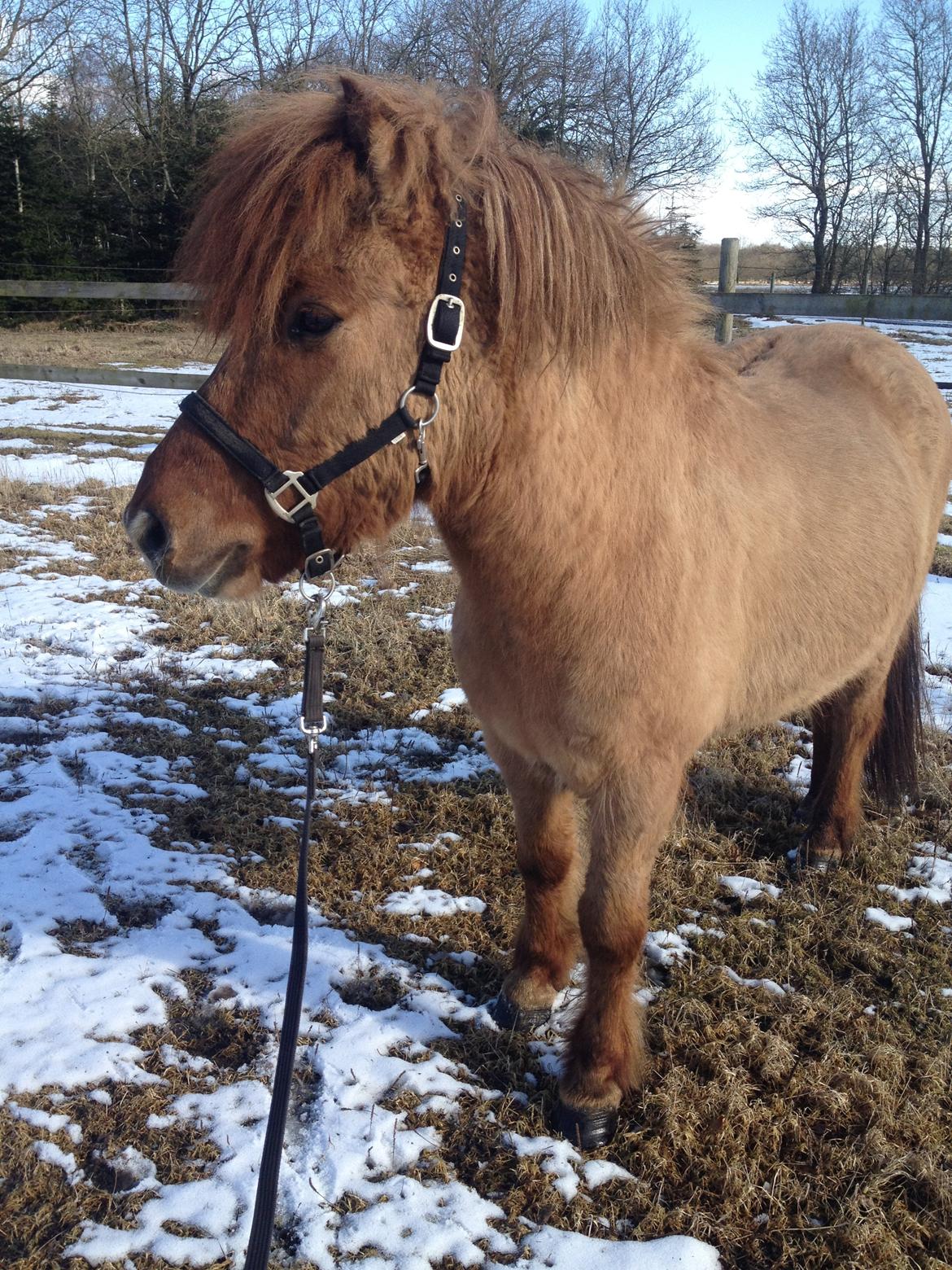 Islænder Baldur billede 9