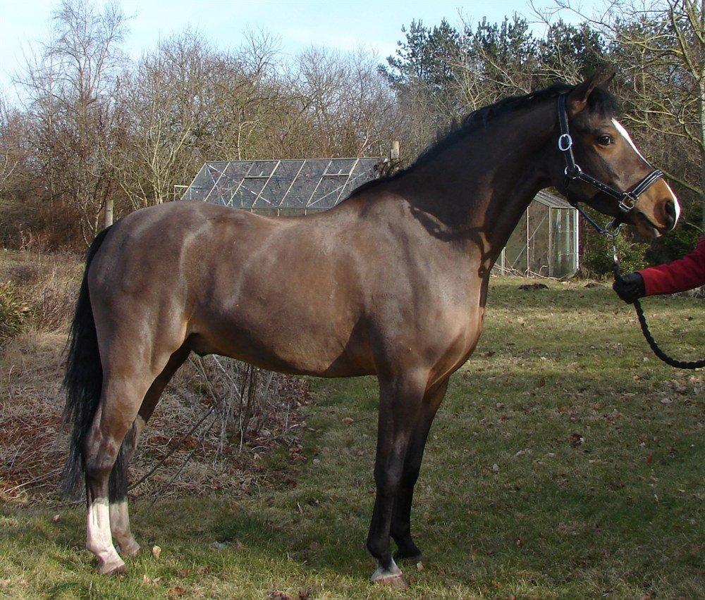 Welsh Pony (sec B) Mekado billede 1