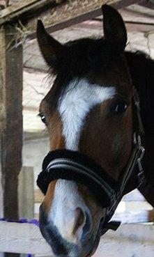 Welsh Pony (sec B) Mekado billede 2