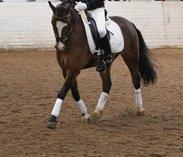 Welsh Pony (sec B) Mekado billede 3