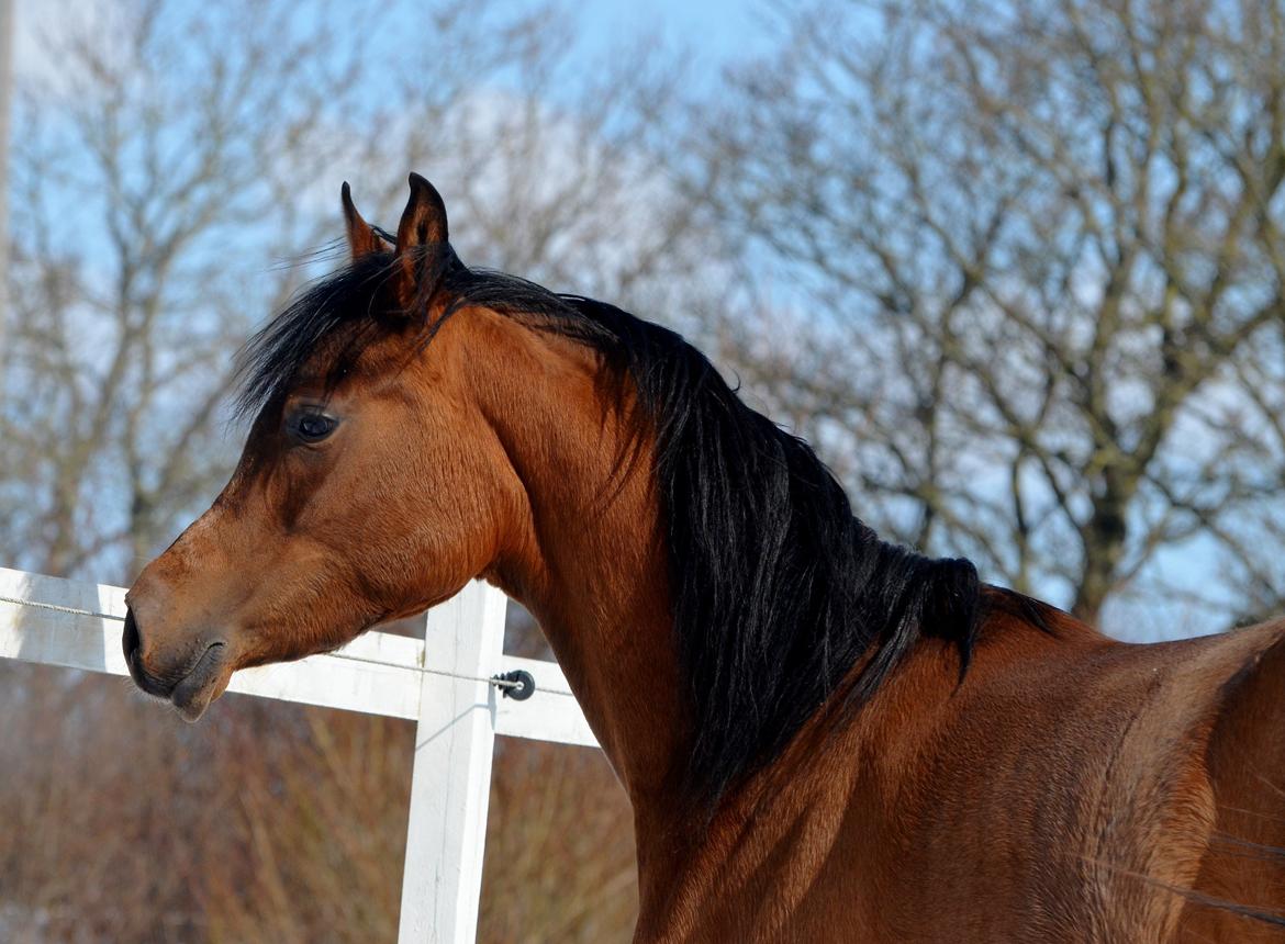 Arabisk fuldblod (OX) Zijara Amelia E'jaaz billede 2