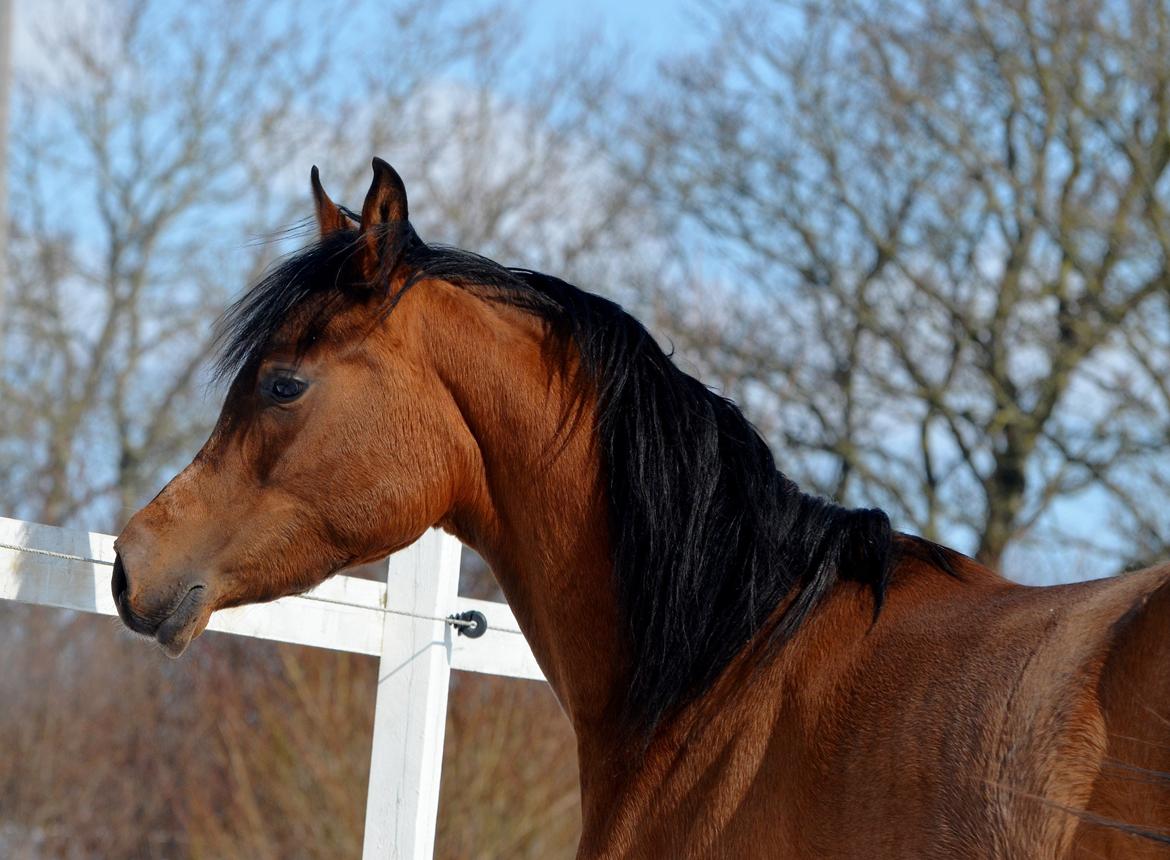 Arabisk fuldblod (OX) Zijara Amelia E'jaaz billede 2