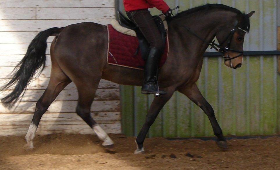 Welsh Pony (sec B) Mekado billede 4