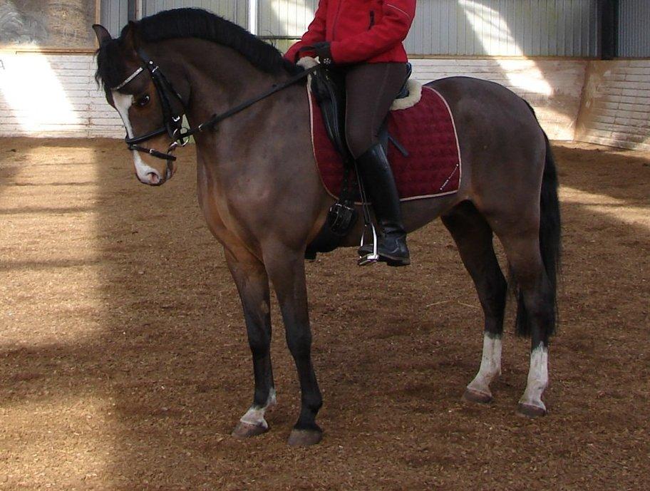 Welsh Pony (sec B) Mekado billede 5