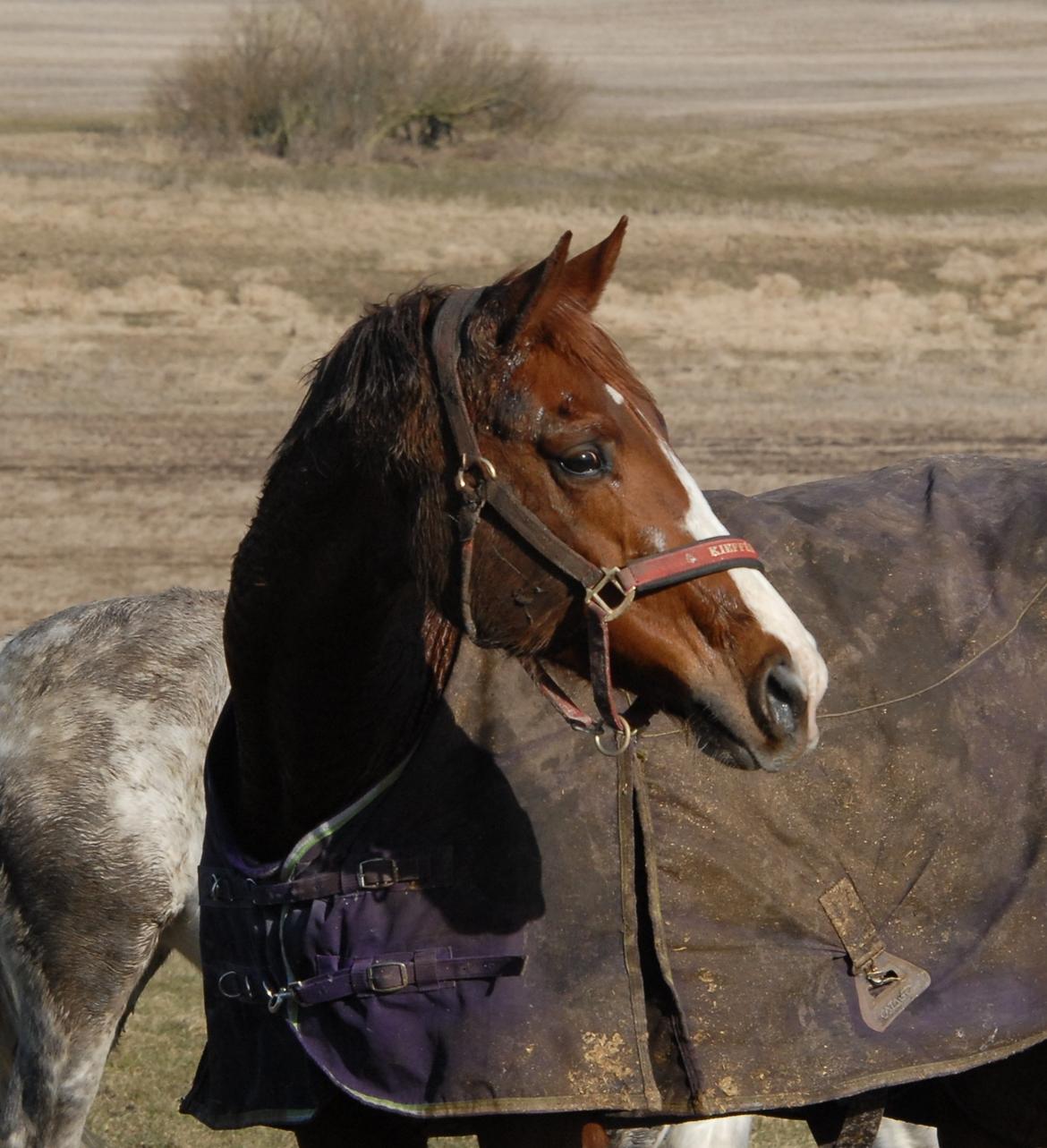 Dansk Varmblod Miss Dior SRDH - Beskidte dyr:-) billede 20