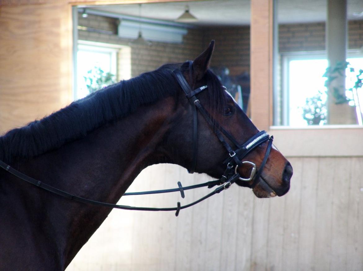 Dansk Varmblod Kronborgs Deco - HINGST - 24. marts 2013 billede 2