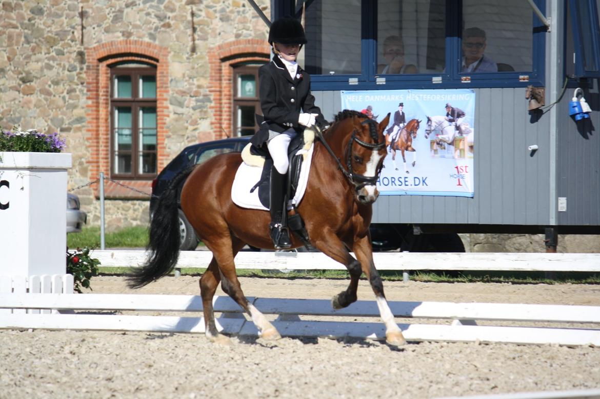 Welsh Pony (sec B) Sille  *A-pony* - mig og sille til dm 2012 billede 1