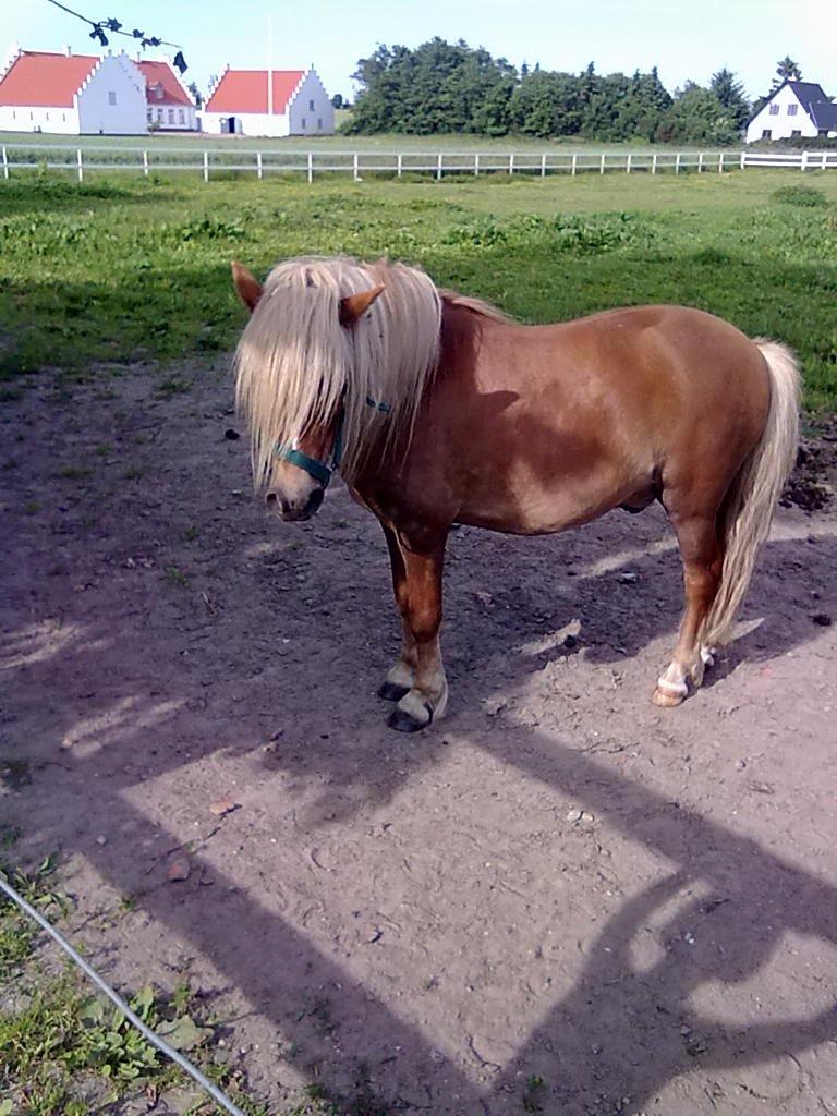 Shetlænder oliver (har passet)solgt billede 10