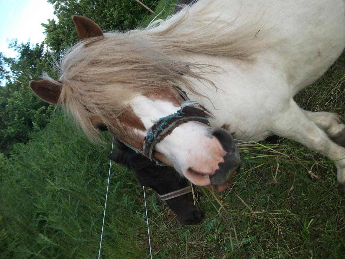 Anden særlig race Prins billede 15
