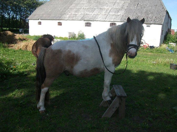 Anden særlig race Prins billede 16