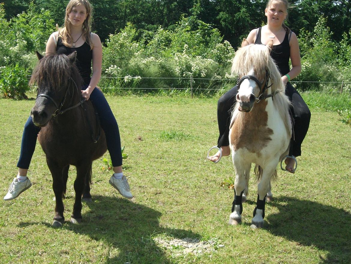 Anden særlig race Prins billede 17