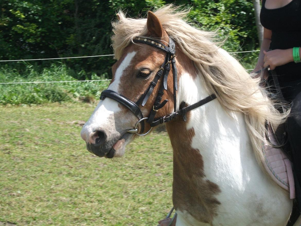 Anden særlig race Prins billede 18