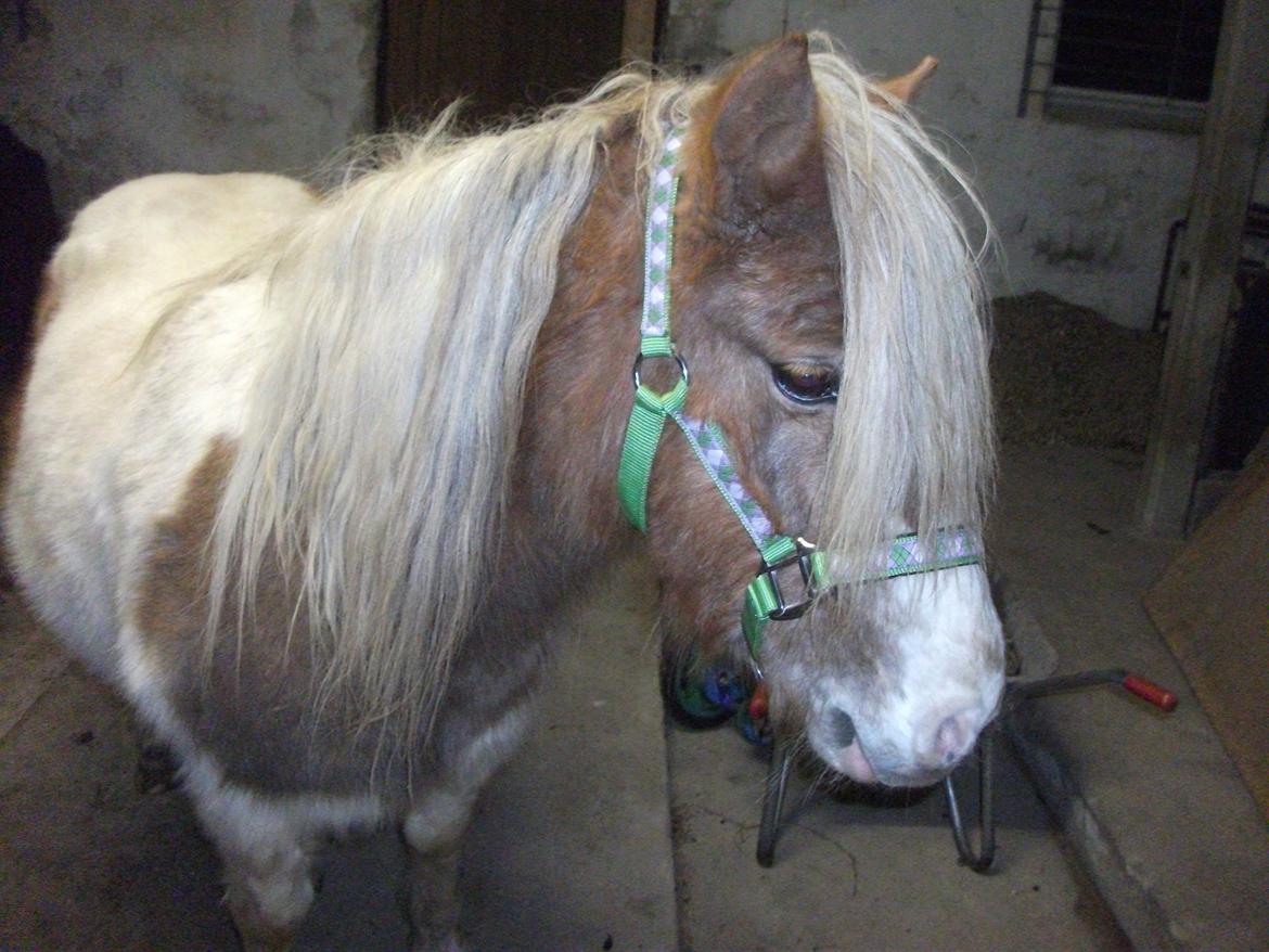 Anden særlig race Prins billede 19