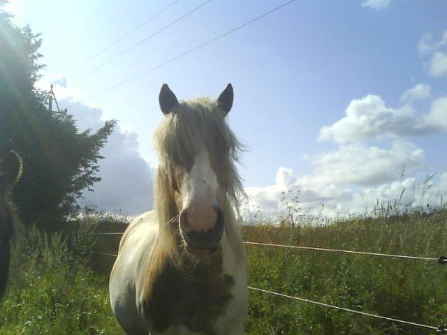 Anden særlig race Prins billede 20