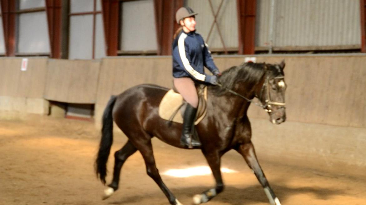 Dansk Varmblod Lammehaven's Rosita (Baby) - 10 marts 2013. En af de første gange, jeg rider hende. billede 3