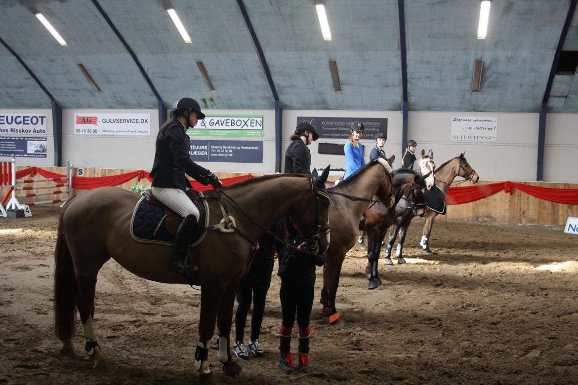 Belgisk varmblod D´Amour V/H Dennenhof - Premieoverrekelse i LC 1 plads på SSRK Foto: Far billede 32