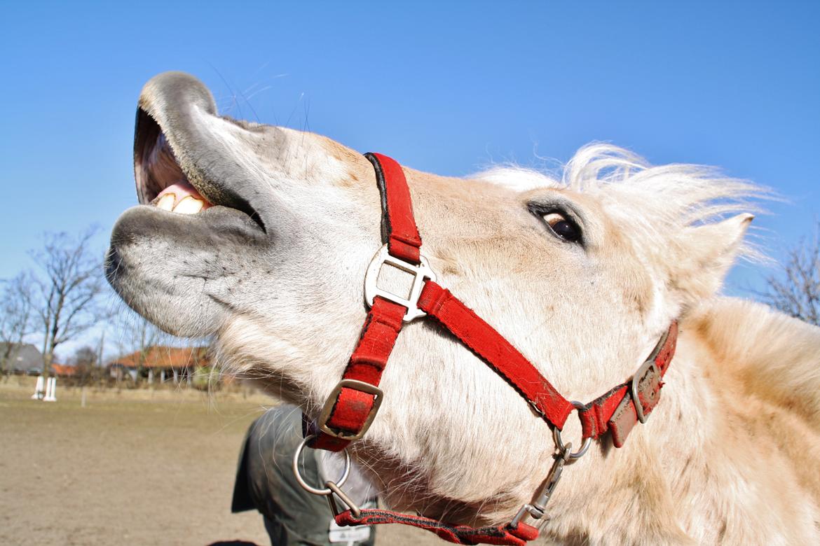 Fjordhest Fe dyret <3 (passer) - jag har lært fe pige at smile heh bare hun kan få en guffer kan hun alt <3  billede 18