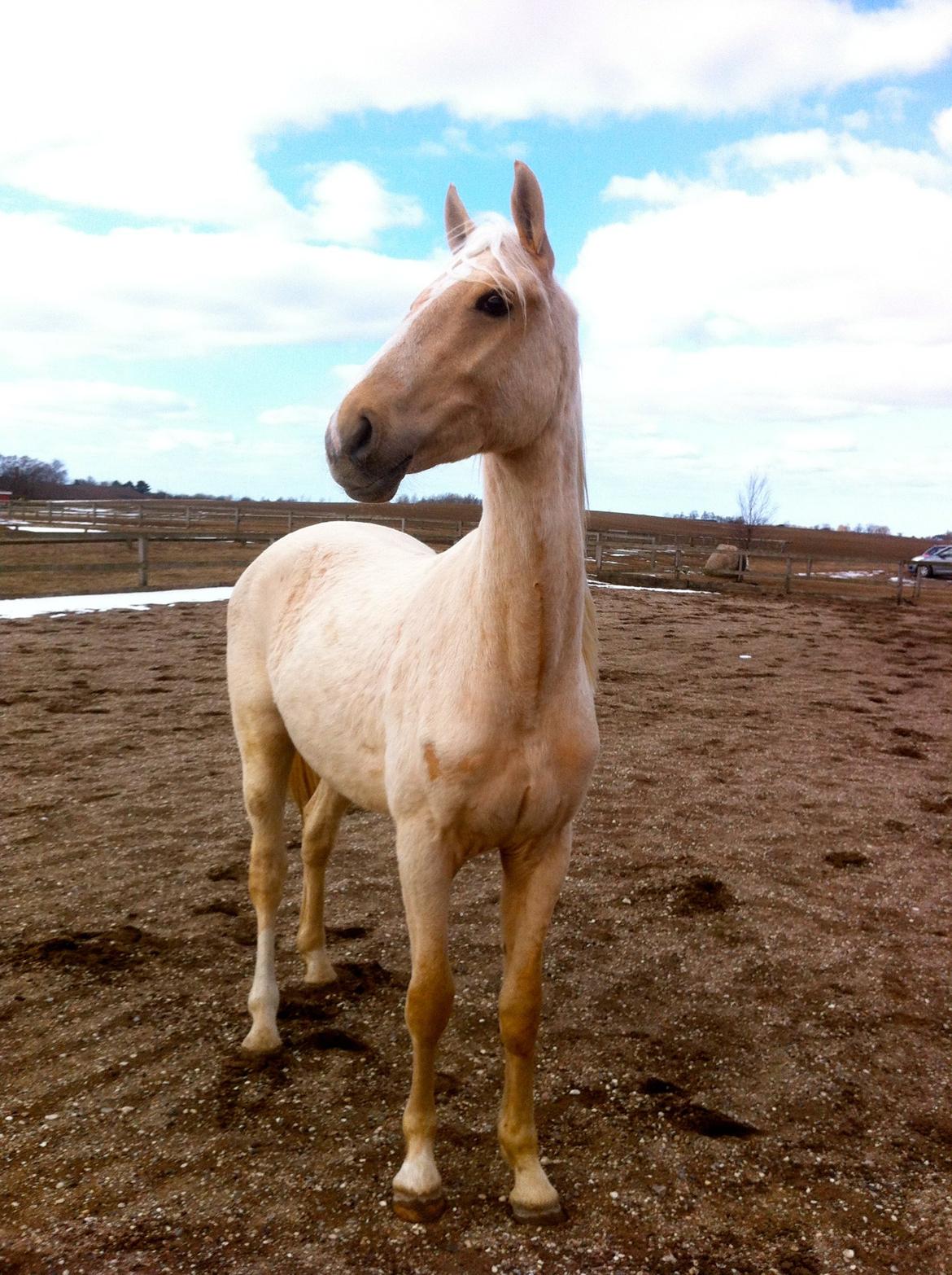 Palomino MiTho's Daywalker billede 12