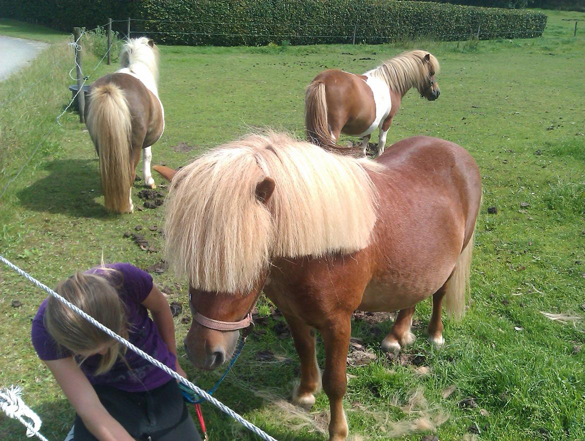 Shetlænder pingo billede 4