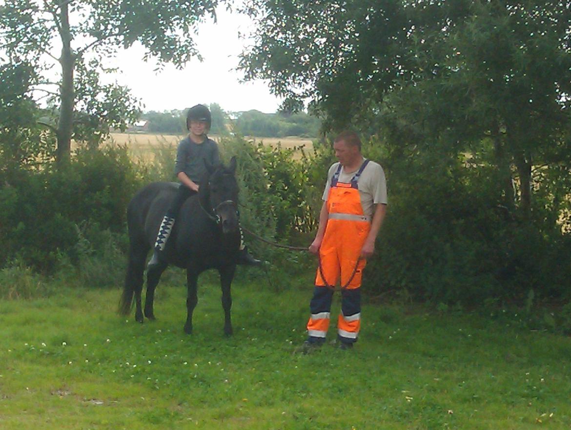 New Forest Miss bella R.I.P billede 1