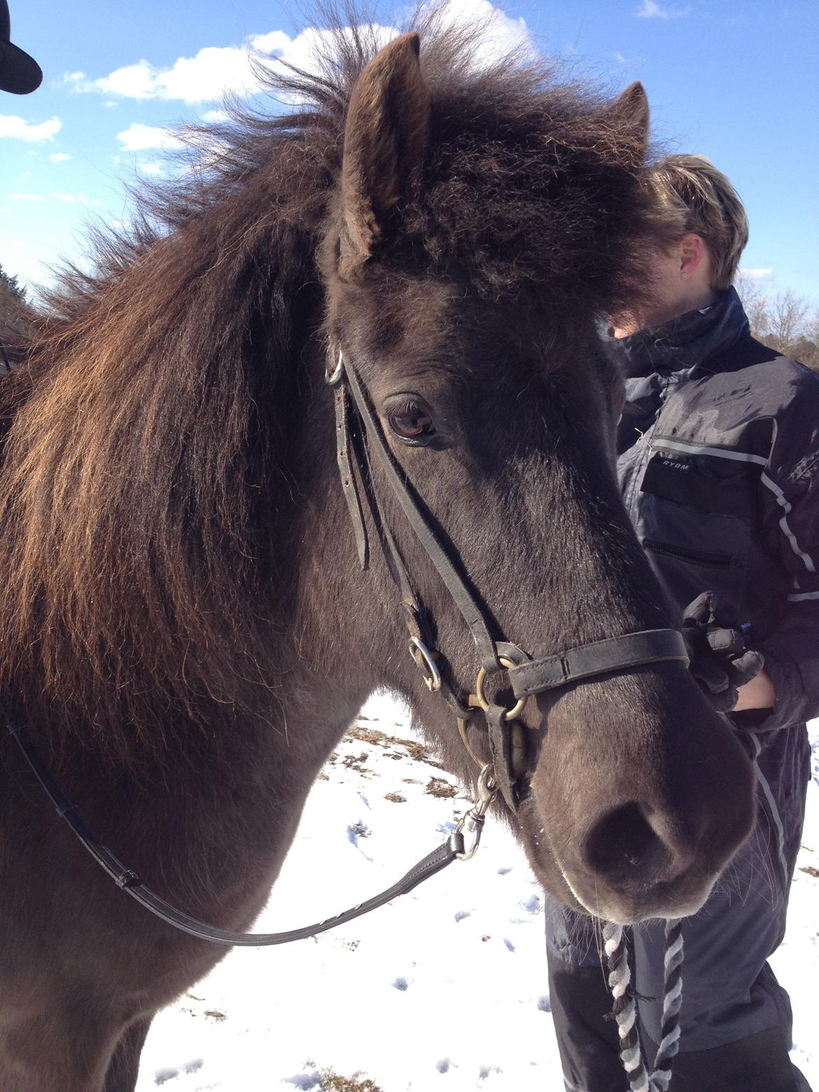Islænder Kolskör frá Egemose ~ my soulmate <3 - dagen efter hun kom hjem<3  billede 4