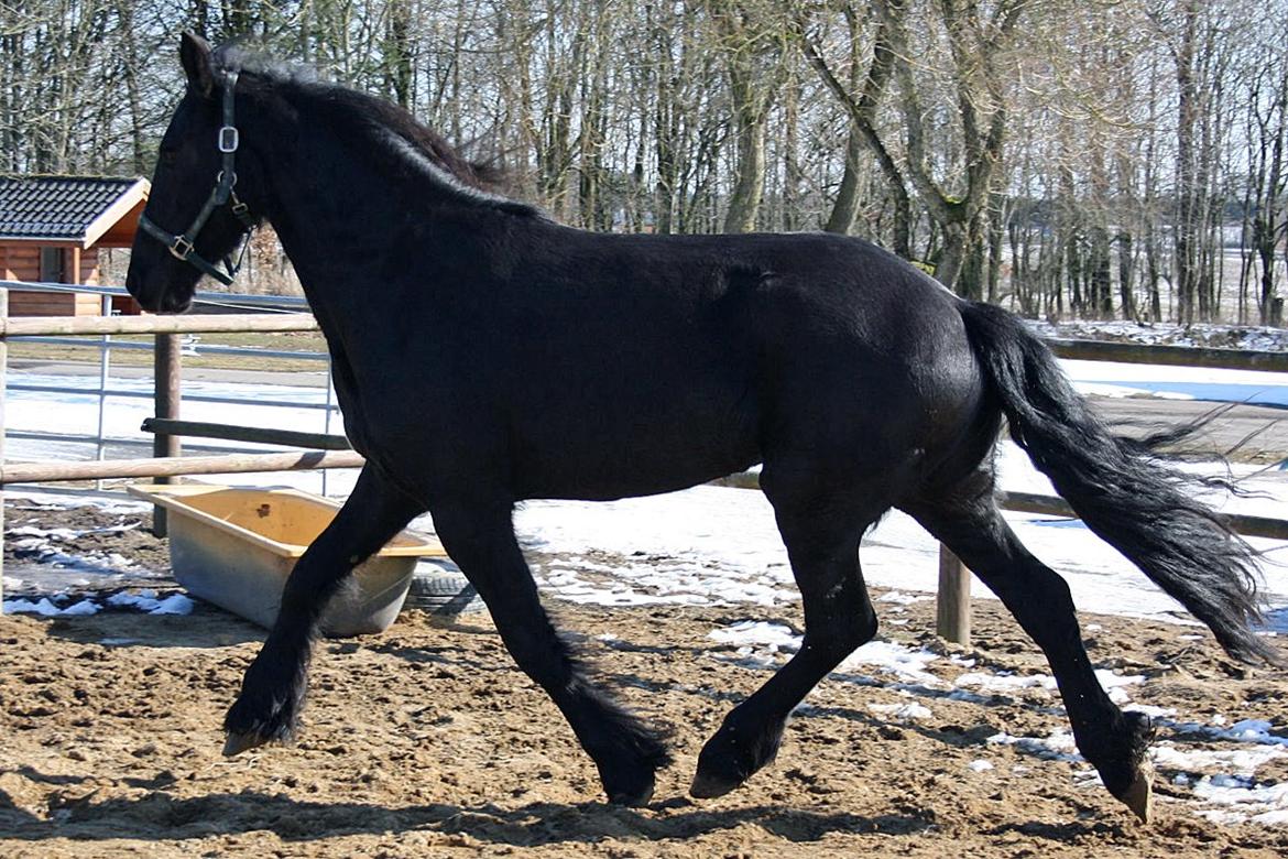 Frieser Hanna billede 13