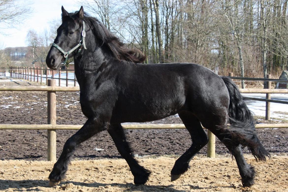 Frieser Hanna billede 14