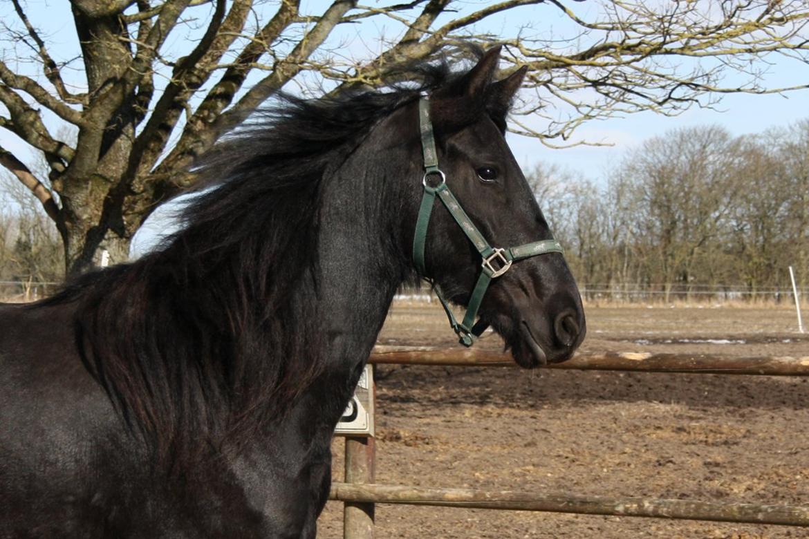 Frieser Hanna billede 15