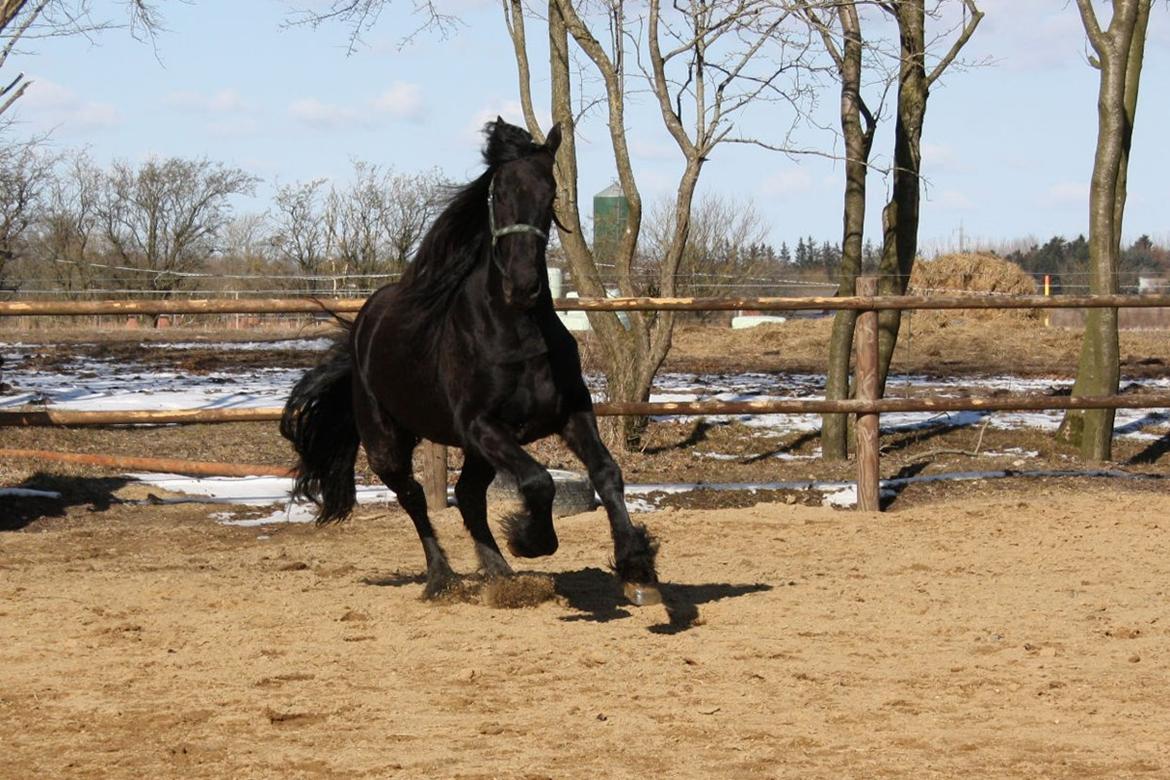 Frieser Hanna billede 16