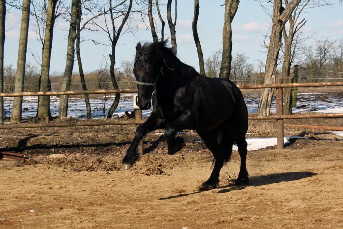 Frieser Hanna billede 17