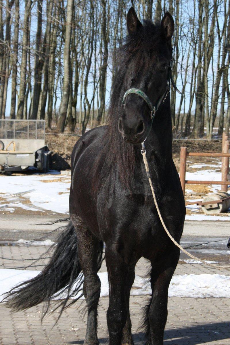 Frieser Hanna billede 18