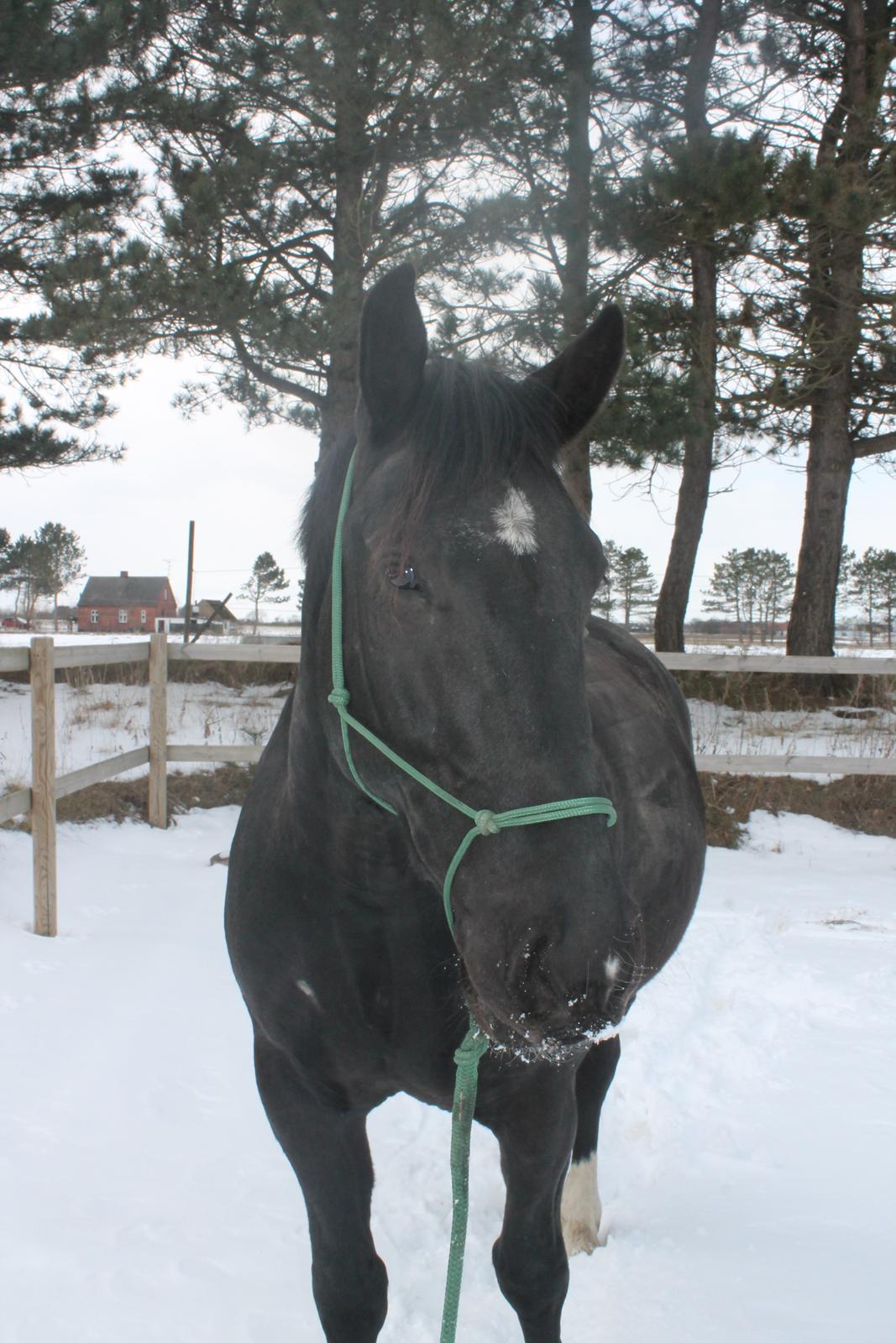 Oldenborg Odin billede 6