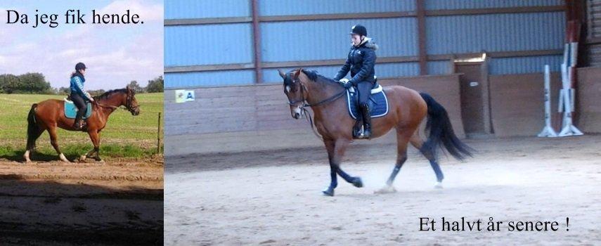 Hollandsk Varmblod Bantry Bay - Der er sket så meget siden jeg fik hende !<3 billede 13