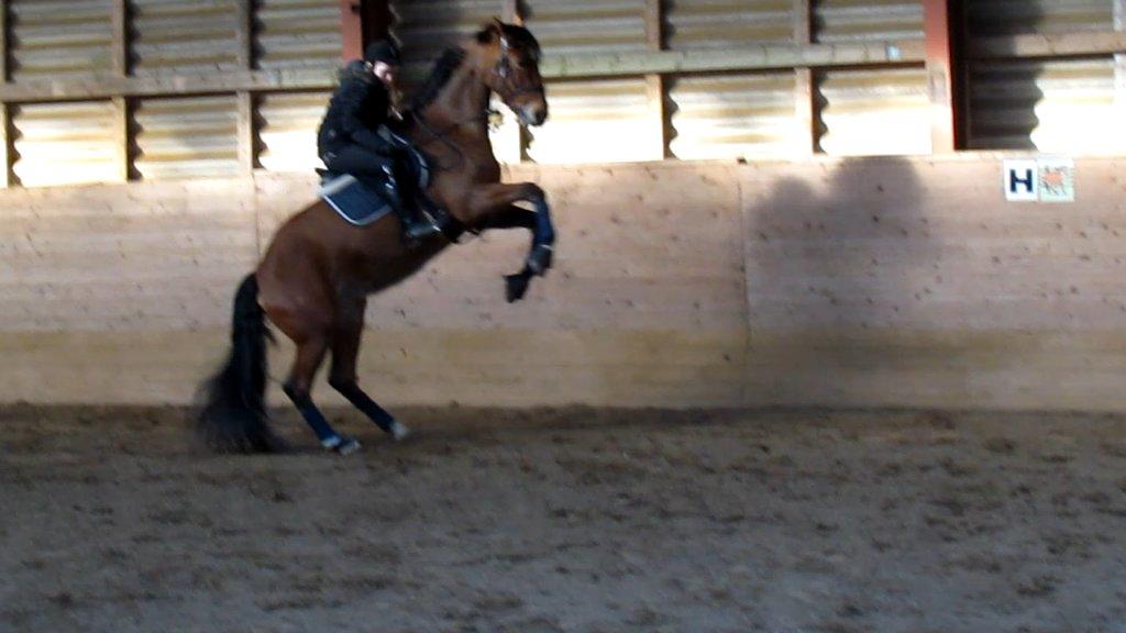 Hollandsk Varmblod Bantry Bay billede 14