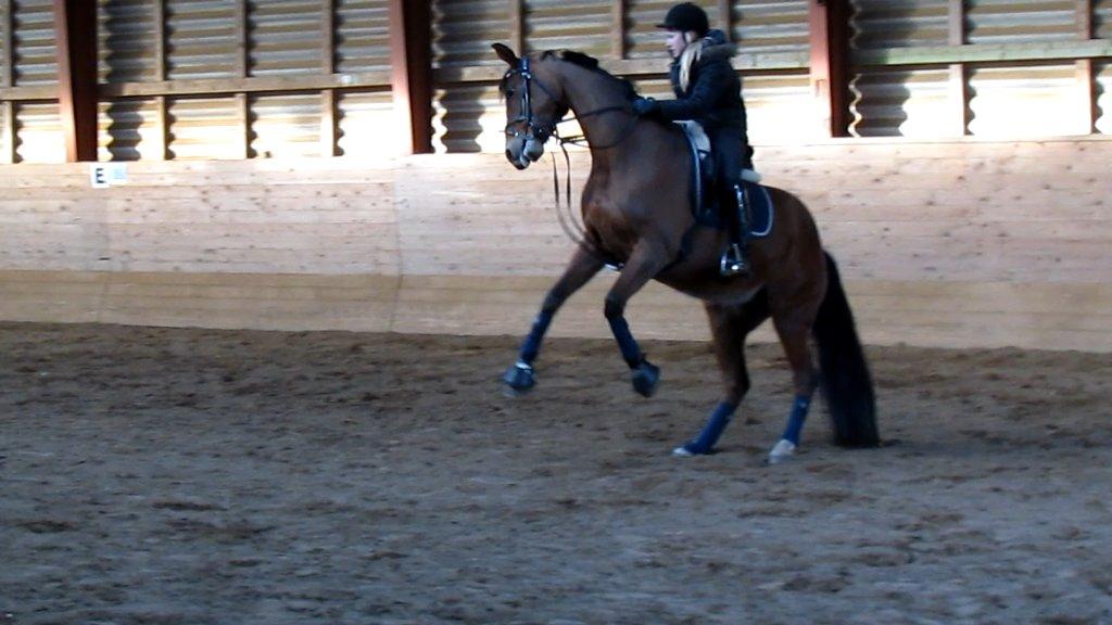 Hollandsk Varmblod Bantry Bay billede 15